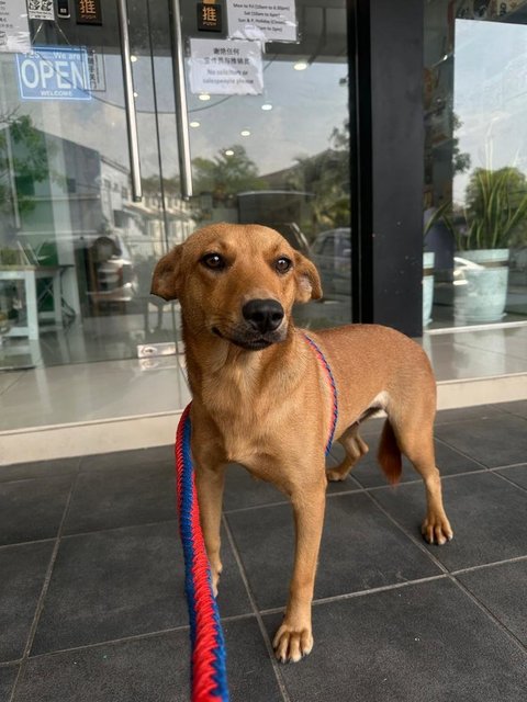 Lolli - German Pinscher Mix Dog