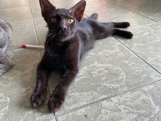 PF140893 - Domestic Short Hair Cat