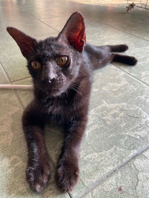 PF140893 - Domestic Short Hair Cat