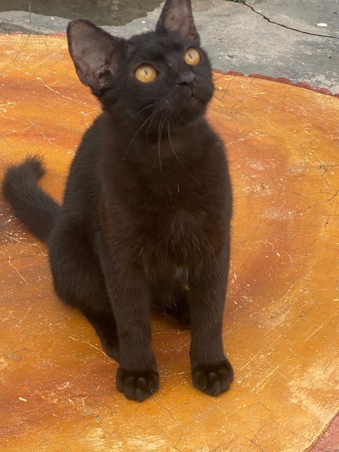 PF140893 - Domestic Short Hair Cat