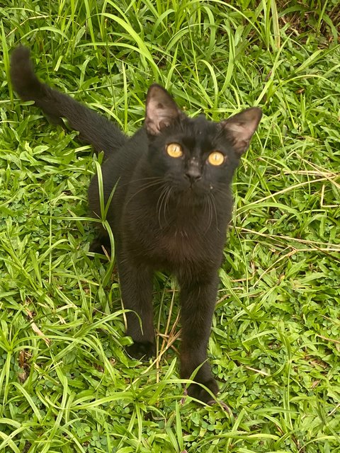 PF140893 - Domestic Short Hair Cat