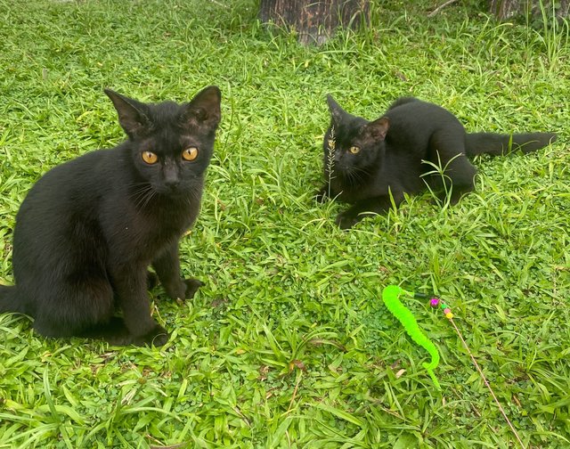 PF140893 - Domestic Short Hair Cat