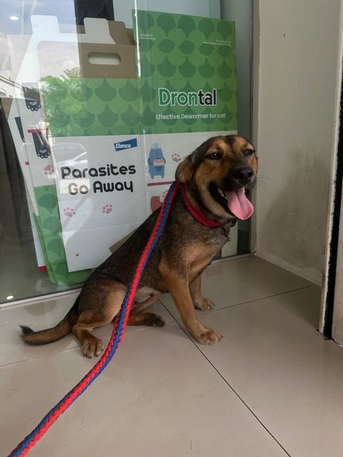 Coco..  - German Shepherd Dog Mix Dog