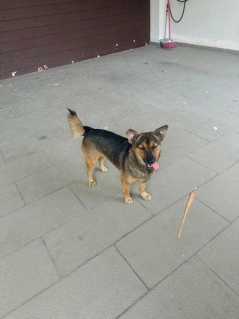Coco (Short Legged)  - German Shepherd Dog Mix Dog