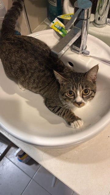 Gizmo 🐱 - Domestic Short Hair Cat