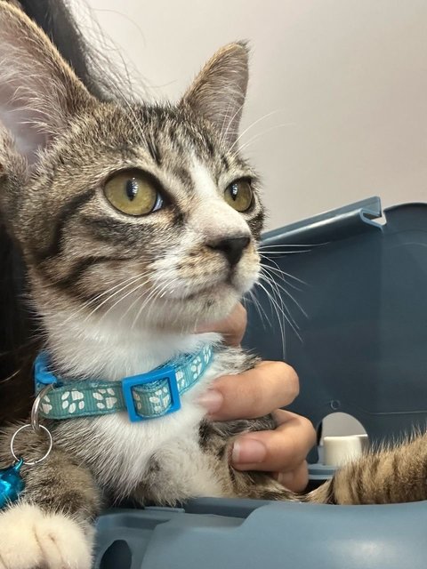 Gizmo 🐱 - Domestic Short Hair Cat