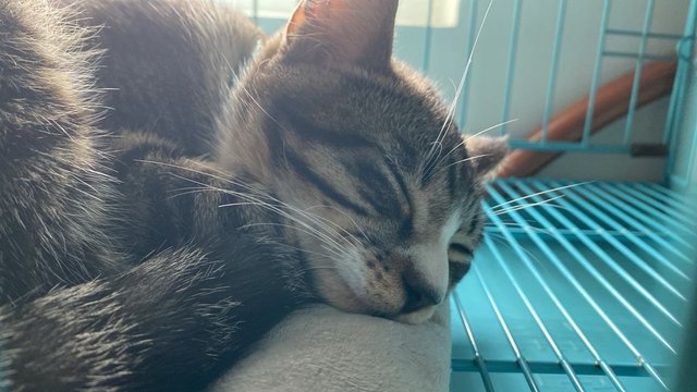 Gizmo 🐱 - Domestic Short Hair Cat