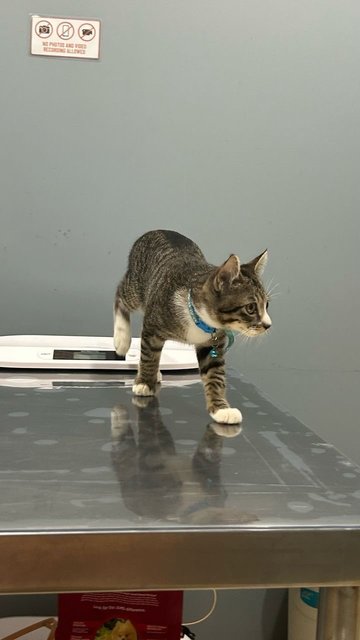 Gizmo 🐱 - Domestic Short Hair Cat