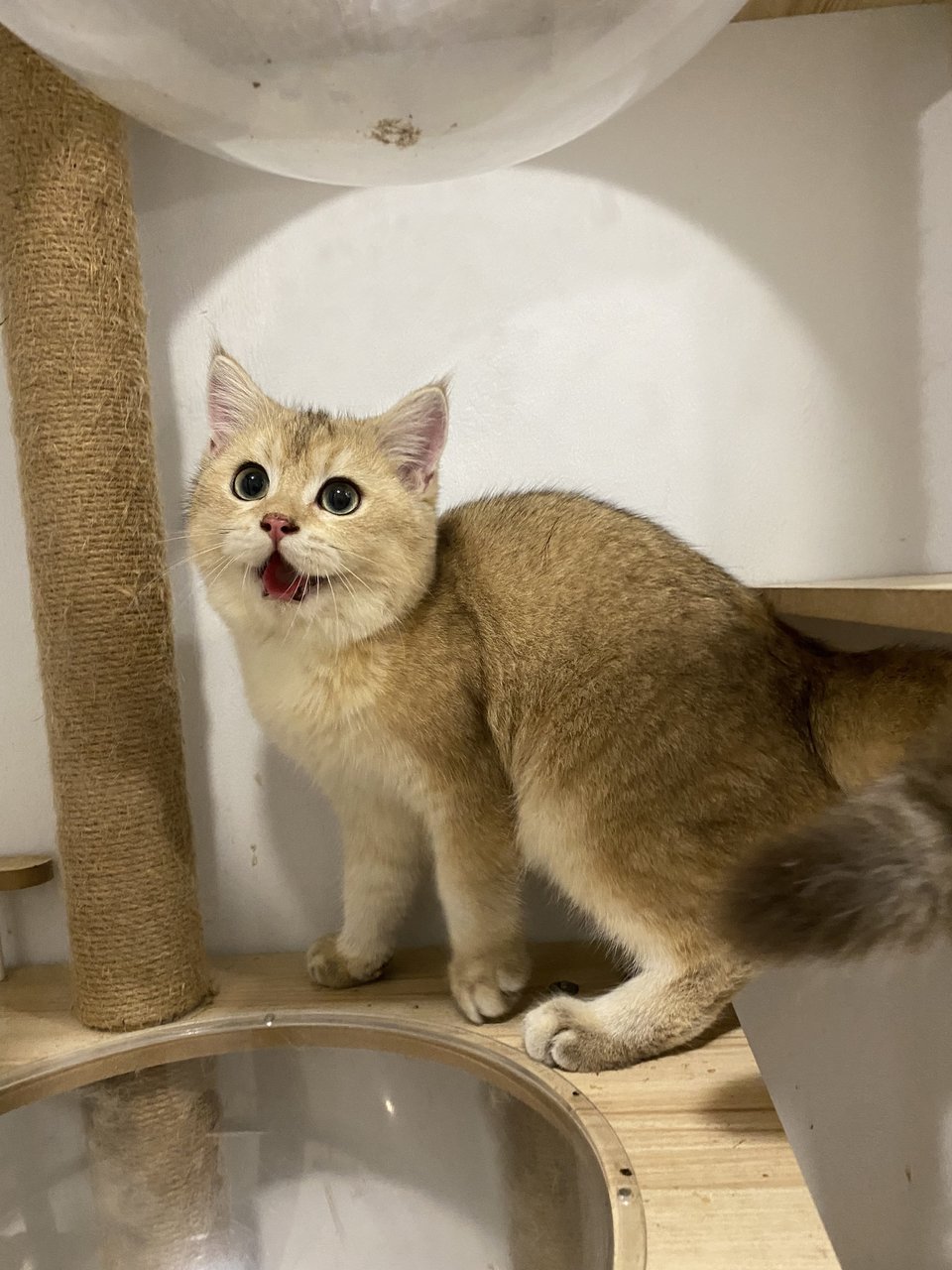 Rocky - British Shorthair Cat
