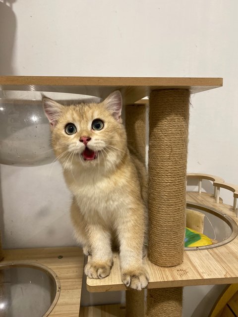 Rocky - British Shorthair Cat