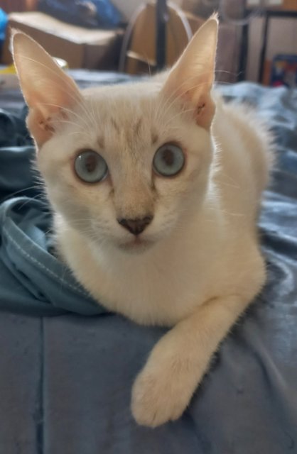 Xiao Mimi - Domestic Short Hair Cat