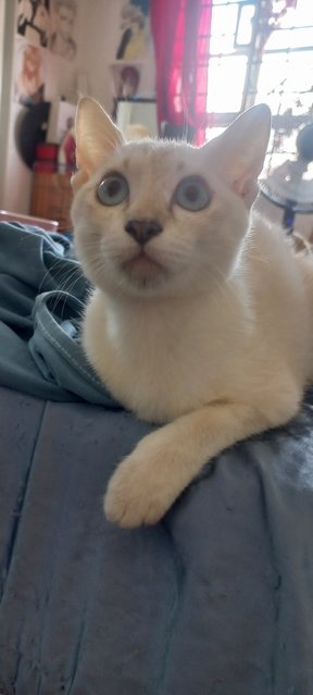 Xiao Mimi - Domestic Short Hair Cat