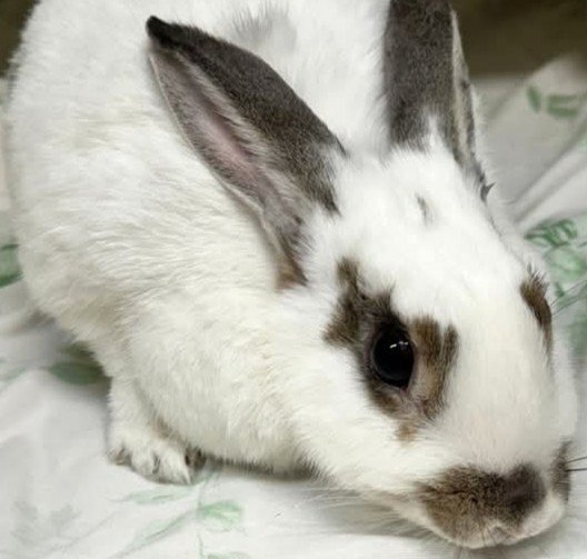 Mini - Dwarf Rabbit