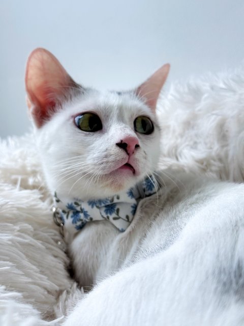 Gula - Domestic Short Hair Cat