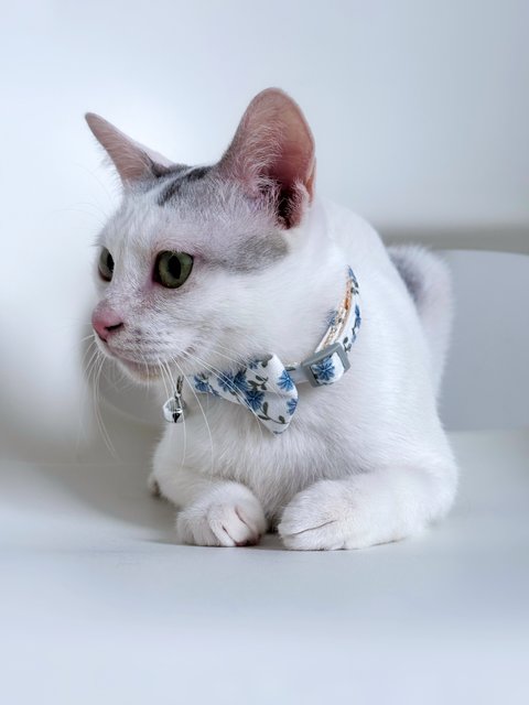Gula - Domestic Short Hair Cat