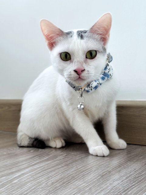 Gula - Domestic Short Hair Cat
