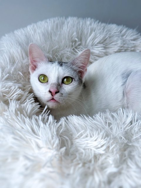 Gula - Domestic Short Hair Cat