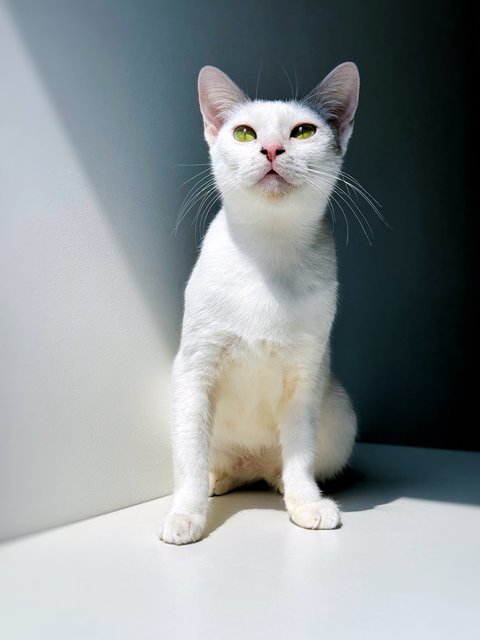 Gula - Domestic Short Hair Cat
