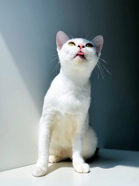 Gula - Domestic Short Hair Cat