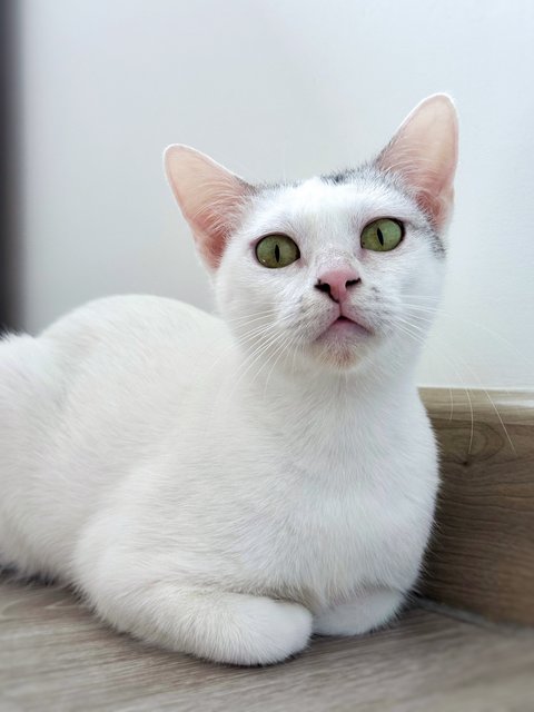 Gula - Domestic Short Hair Cat