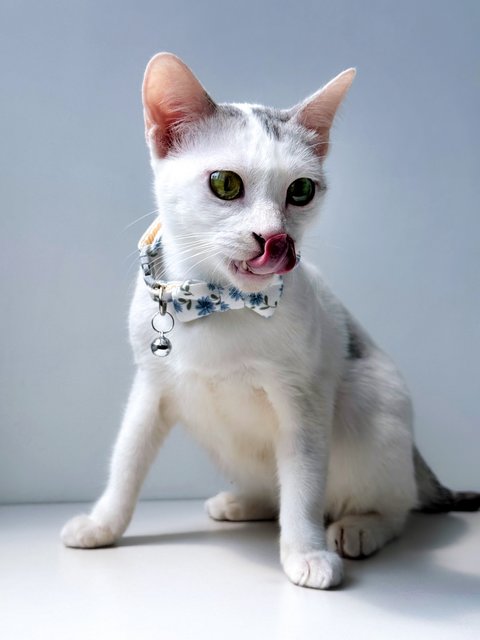 Gula - Domestic Short Hair Cat