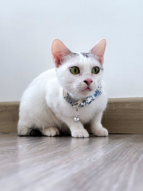 Gula - Domestic Short Hair Cat