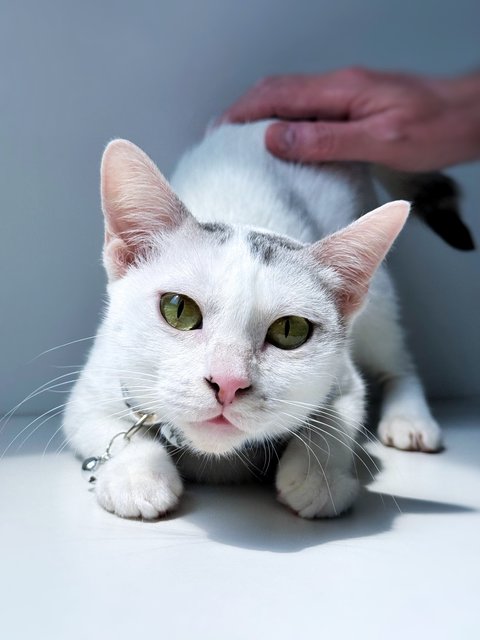 Gula - Domestic Short Hair Cat