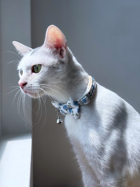 Gula - Domestic Short Hair Cat