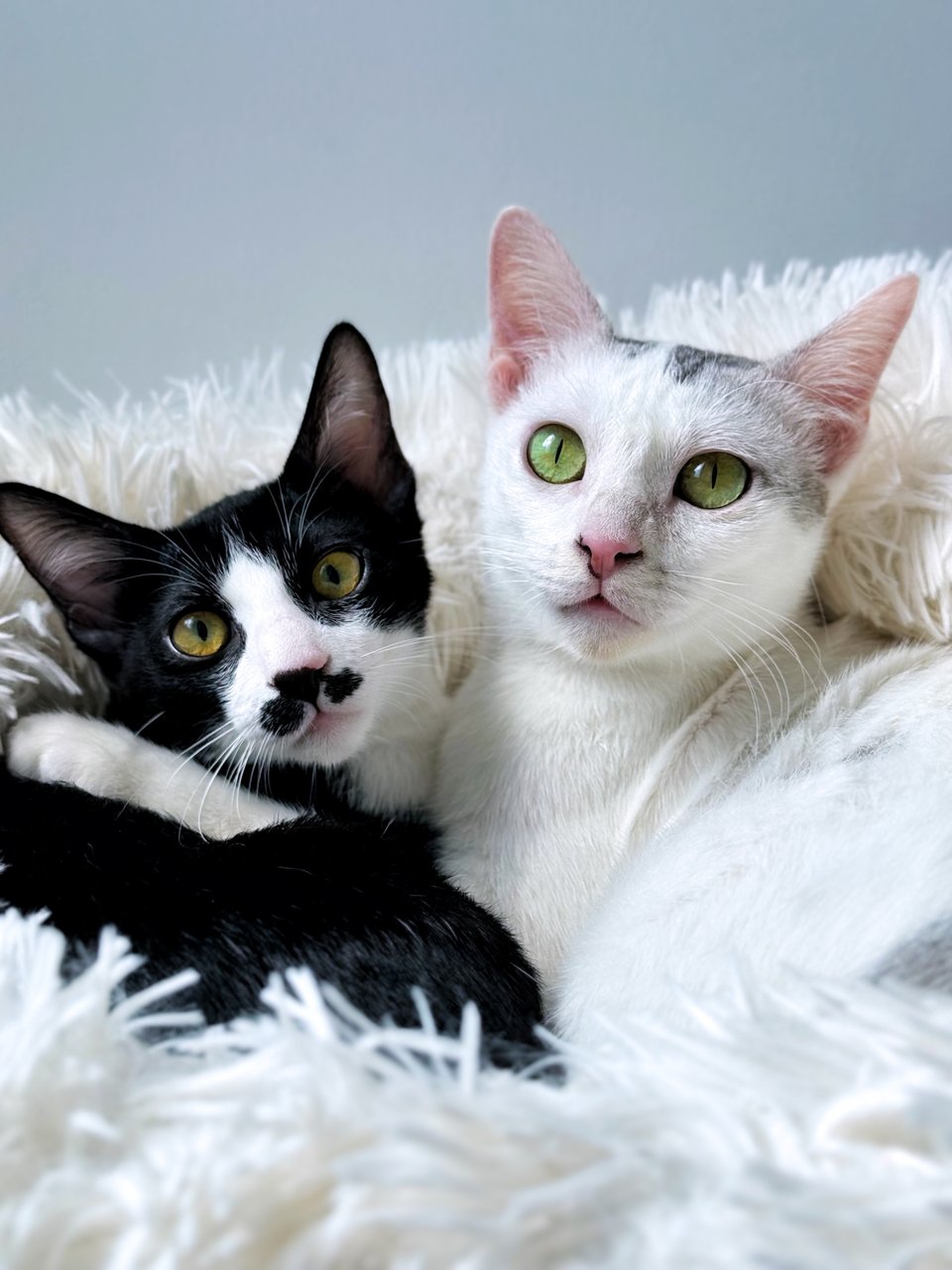 Gula - Domestic Short Hair Cat