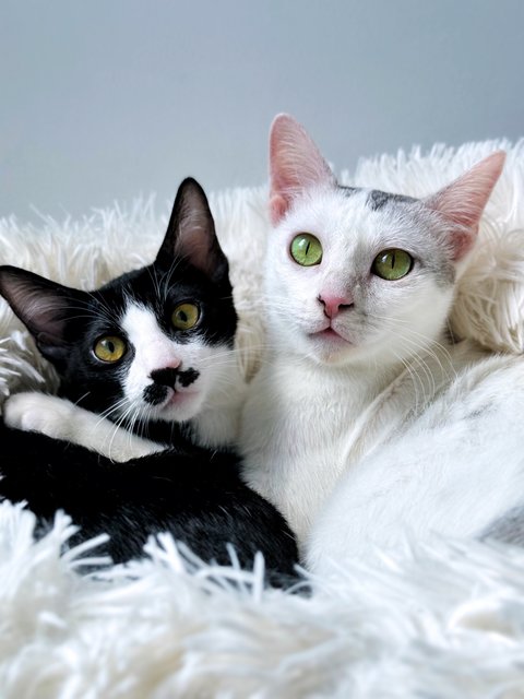 Gula - Domestic Short Hair Cat