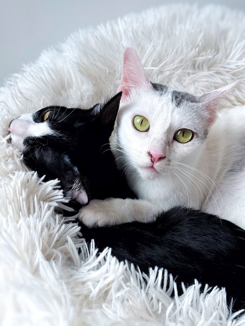 Gula - Domestic Short Hair Cat