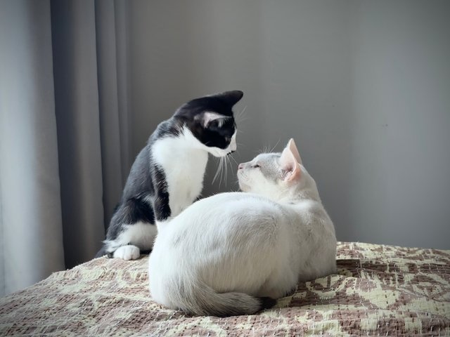 Gula - Domestic Short Hair Cat