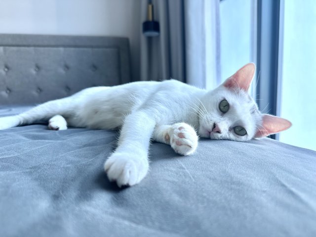 Gula - Domestic Short Hair Cat