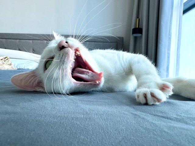Gula - Domestic Short Hair Cat