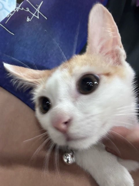 Leon - Domestic Short Hair Cat