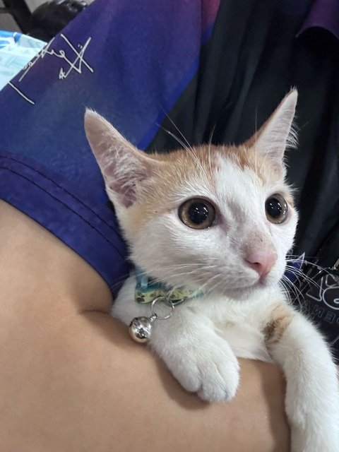 Leon - Domestic Short Hair Cat
