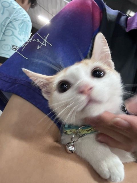 Leon - Domestic Short Hair Cat