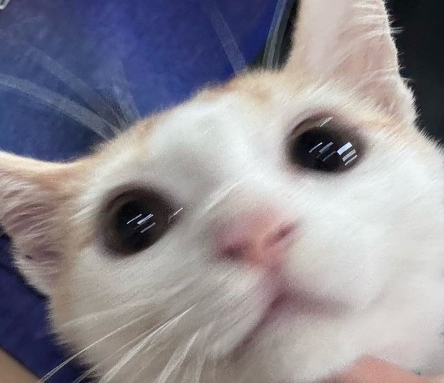 Leon - Domestic Short Hair Cat