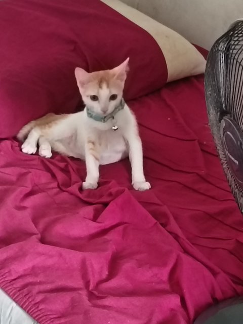 Leon - Domestic Short Hair Cat