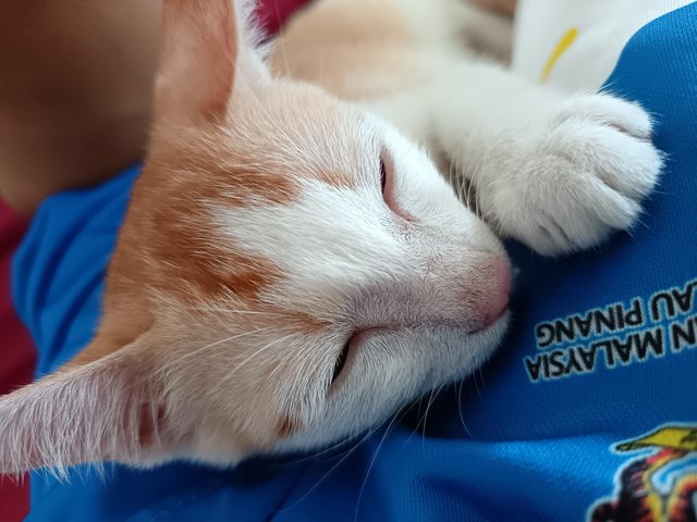 Leon - Domestic Short Hair Cat