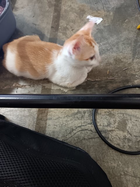 Leon - Domestic Short Hair Cat