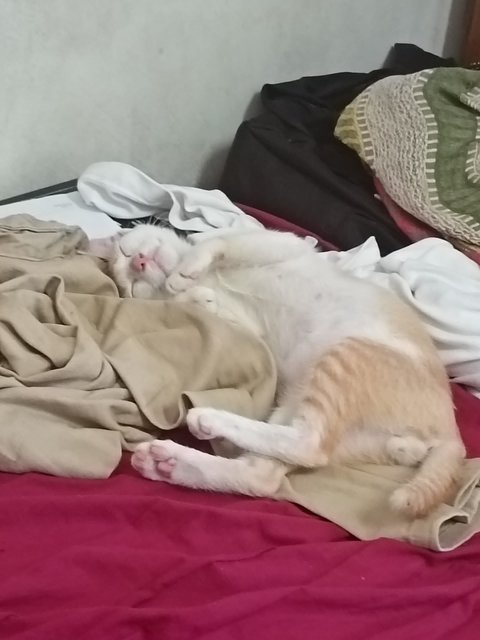 Leon - Domestic Short Hair Cat