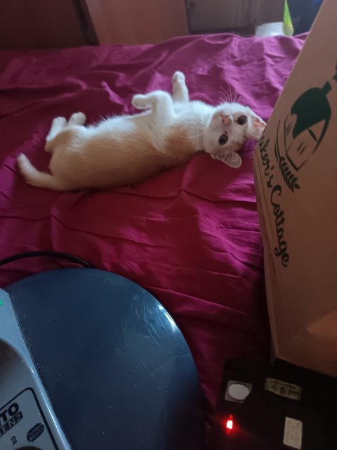 Leon - Domestic Short Hair Cat