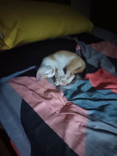 Leon - Domestic Short Hair Cat
