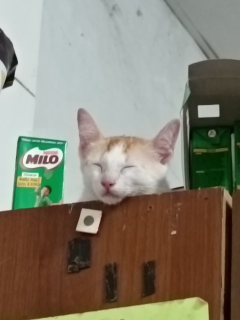 Leon - Domestic Short Hair Cat