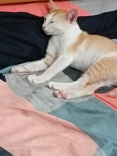 Leon - Domestic Short Hair Cat