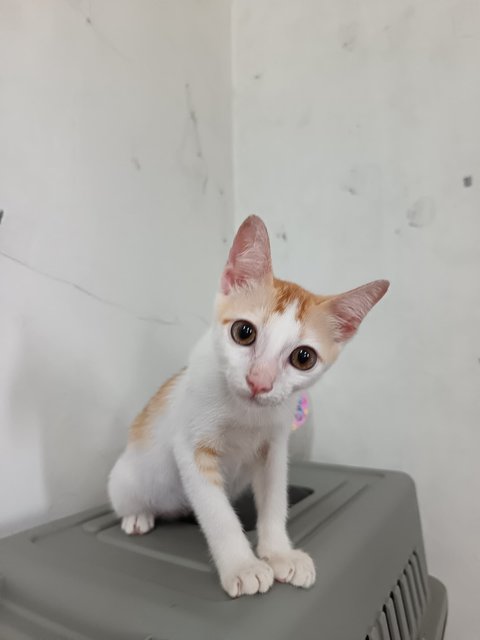 Leon - Domestic Short Hair Cat