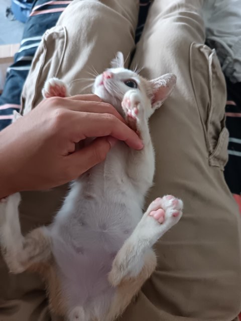 Leon - Domestic Short Hair Cat