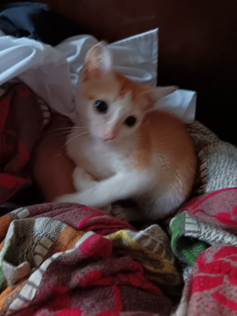 Leon - Domestic Short Hair Cat