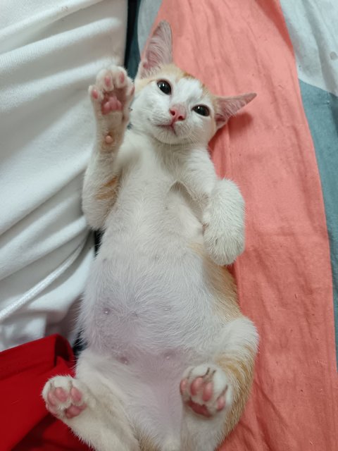 Leon - Domestic Short Hair Cat
